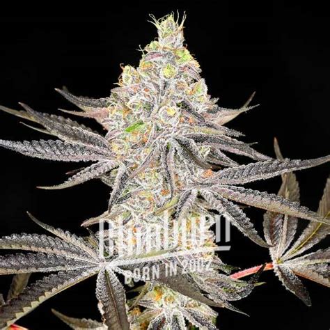 Super Boof Strain | 28% THC | Buy Feminized Seeds