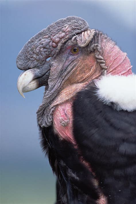 Download Andean Condor Background | arumihikaru