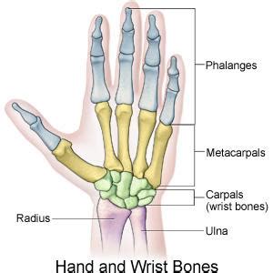 Goniometry: Thumb Metacarpophalangeal Joint Flexion and Extension ...