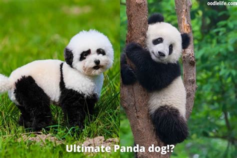 7 Dogs That Look Like Pandas [Photos] - Oodle Life