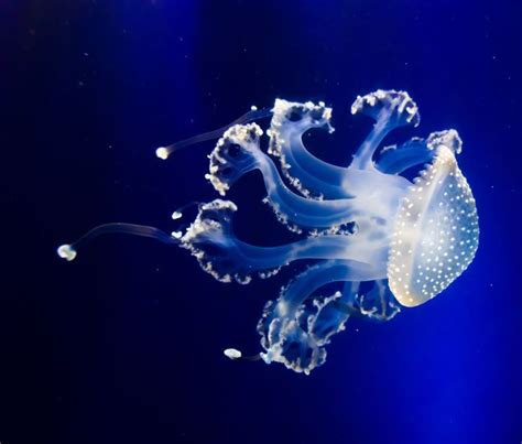 beautiful-jellyfish-species.jpg.696x0_q80_crop-smart.jpg (696×592 ...