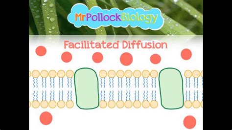 Cell Diffusion Animation