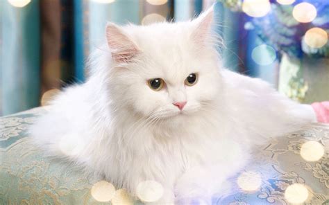 Persian Cat Wallpaper Desktop