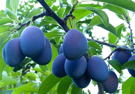 Sweet Italian Plums Photograph by Will Borden - Fine Art America