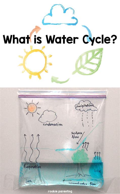 Water Cycle | Science experiments kids, Science for kids, Science projects