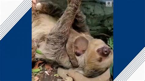 Sleepy baby sloth snuggles with mom Video - ABC News