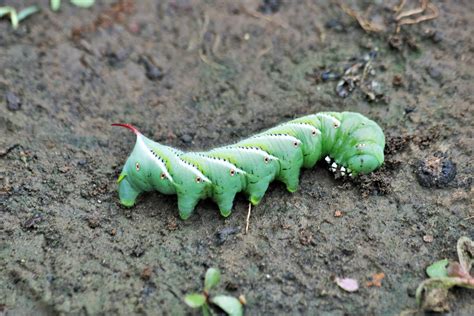 Tomato Hornworm Close-up Free Stock Photo - Public Domain Pictures