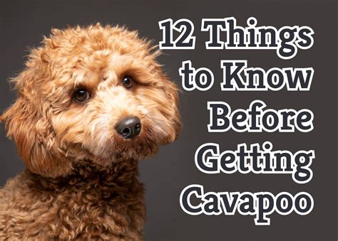 How Often Should You Wash A Cavapoo Puppy - Puppy And Pets