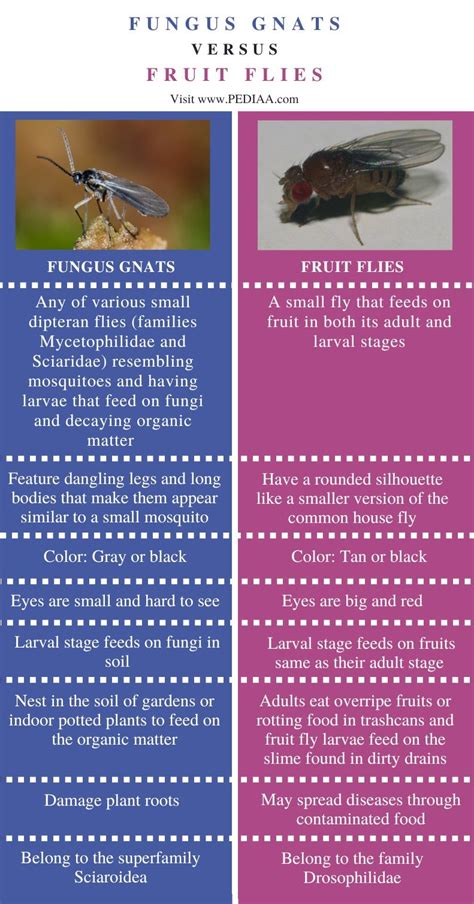 What is the Difference Between Fungus Gnats and Fruit Flies - Pediaa.Com