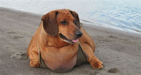 Obese Doxie Loses Over 4 Dachshunds In Body Weight - BarkPost