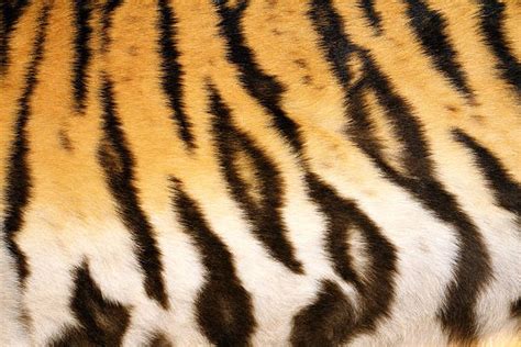 Royalty Free Tiger Fur Pictures, Images and Stock Photos - iStock