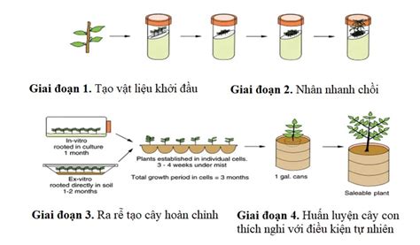 Lý thuyết công nghệ tế bào - Sinh 10 Kết nối tri thức | SGK Sinh 10 ...