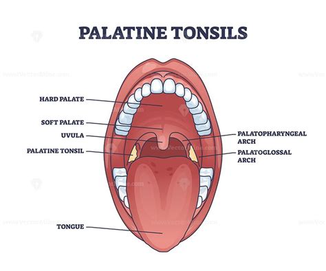 Palatine tonsils location in throat with mouth structure outline ...