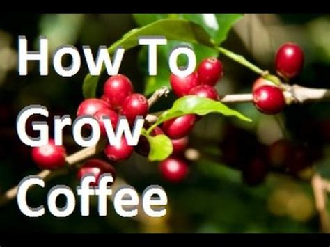 How Long Does It Take To Grow A Coffee Tree - Coffee Signatures