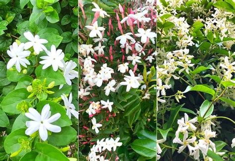 Jasmine Flower Plant