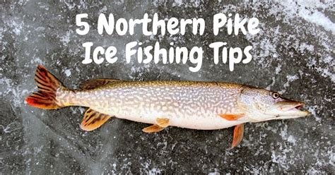 northern pike ice fishing tips | Tackle Box Talk