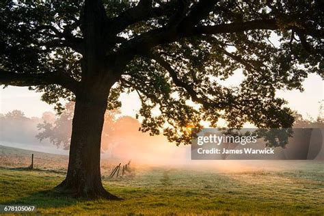 1,922 Majestic Oak Tree Stock Photos, High-Res Pictures, and Images ...