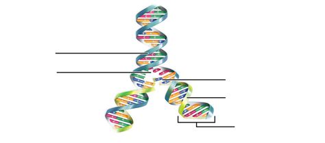 Lab 8: DNA Replication Diagram Label Diagram | Quizlet