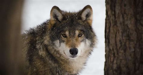 Here is Where to See Wolves in Europe - Oyster