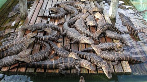 Gatorland theme park ☝ the huge alligators’ farm in Orlando city