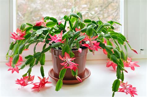 Your Christmas Cactus Should Bloom Within Six Weeks With These Tips ...