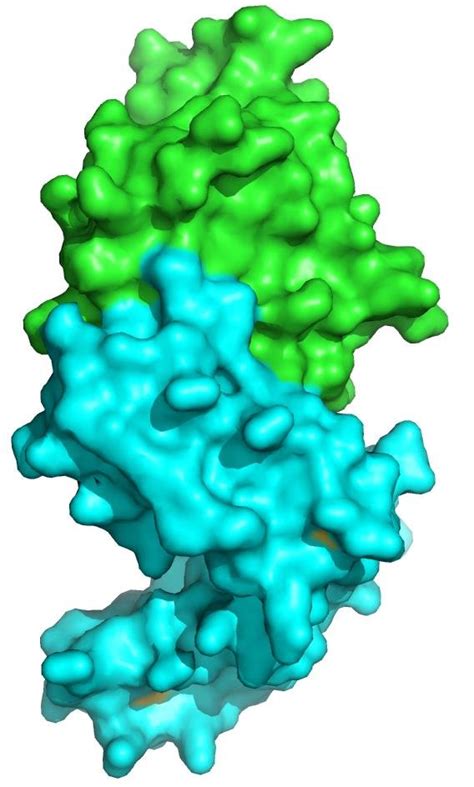 Structure of interleukin-2 bound to its alpha receptor, as an example ...