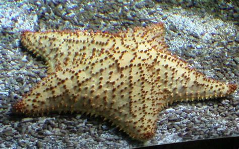 Red Cushion Sea Star (Oreaster reticulatus) - ZooChat