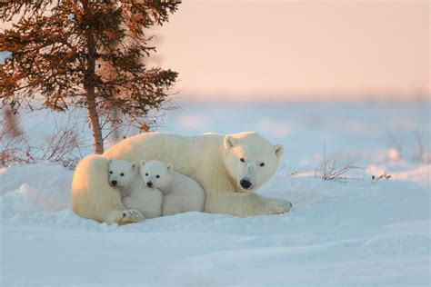 Baby Polar Bear Wallpapers - Top Free Baby Polar Bear Backgrounds ...