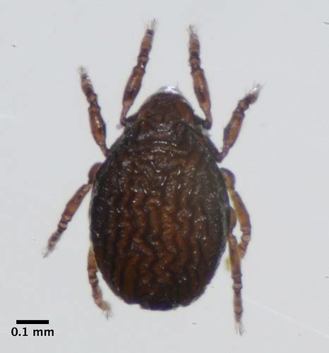 Mites and Ticks (Subclass Acari) · iNaturalist.org