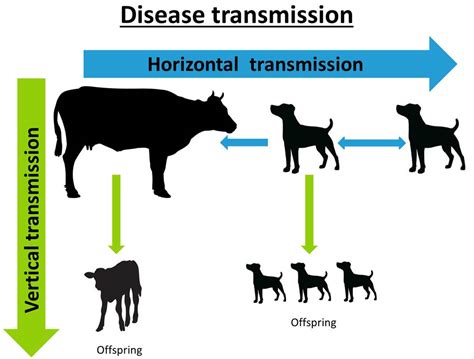 Farm Health Online – Animal Health and Welfare Knowledge Hub – Neospora ...