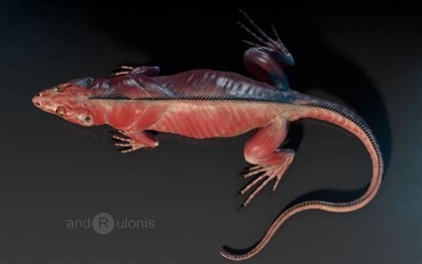 Iguana anatomy (top view) by Darius Andrulonis | Iguana, Iguana pet ...