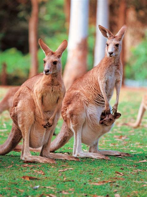 6 Unique Animals of Australia | EF Go Ahead Tours