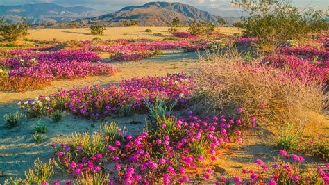 Spring wildflowers in Anza-Borrego Desert State Park, California, USA ...