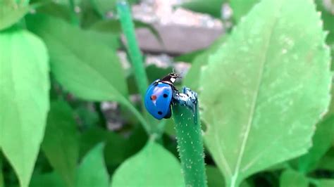 Blue Ladybug/bird 2014[HD] - YouTube