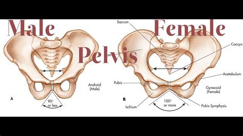 Real Female Pelvic Bone Anatomy - Human Anatomy