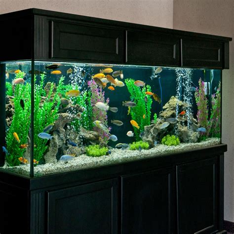 265 Gallon African Cichlid Aquarium | PetSolutions Aquarium Design ...