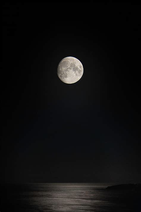 CemeteryGuardianWolf, animal forest, gate cemetery, graveyard, moon ...