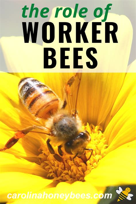 What do Worker Bees Do? | Bee, Bee keeping, Worker bee