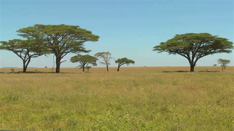 african savannah | Beautiful acacia trees grown on the African savannah ...