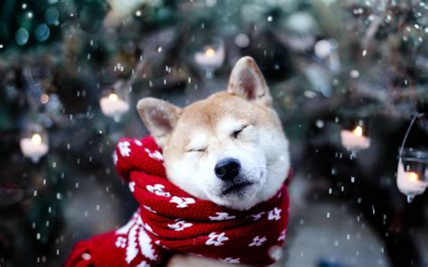 Snow Puppies Free Wallpaper - WallpaperSafari