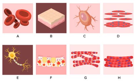 Flexi answers - Show me some diagrams for different types of cells in ...