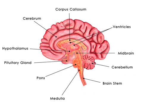 What Is the Difference between Oxytocin and Vasopressin?