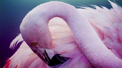 Pink Flamingo, 4K, 3840x2160, #7 Wallpaper PC Desktop