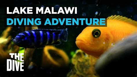 LAKE MALAWI: Amazing Freshwater Diving Adventure - YouTube