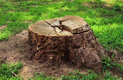 5 Best Ways to Remove a Stump | Hometown Tree Experts