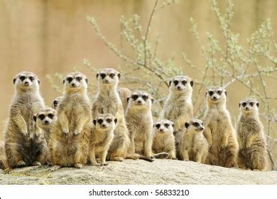 Meerkat Family