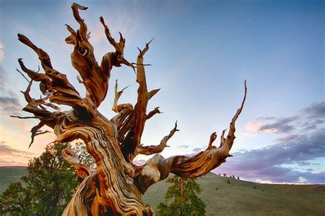 Methuselah, White Mountain, California | Methuselah Tree, Br… | Flickr