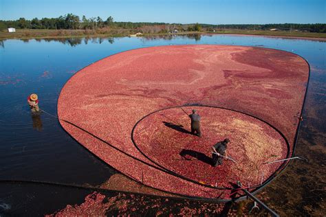 Tales From the Bog: Inside a New England Cranberry Harvest | Oyster.com