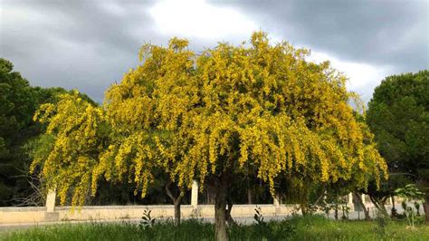 How to Plant, Grow, and Care for Mimosa Tree - Full Guide - 2023