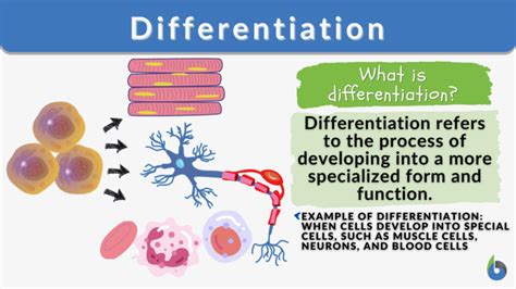 Differentiation - Definition and Examples - Biology Online Dictionary